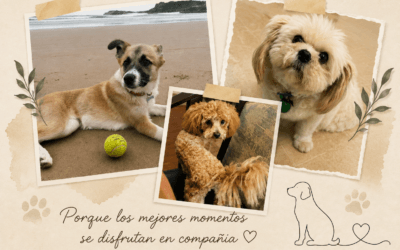 EL HOTEL MUSEO LOS INFANTES INCORPORA ALOJAMIENTO PARA MASCOTAS 🐾